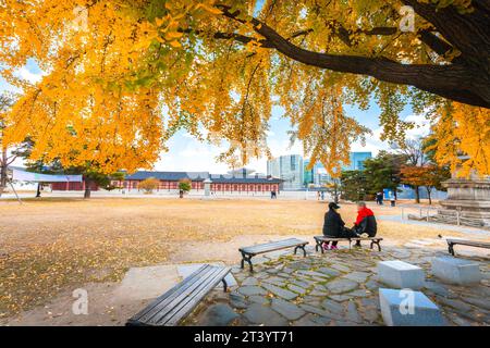 Ginkgo tree in autumn in the morning with yellow leaves near Gyeongbokgung Palace, South Korea. Stock Photo