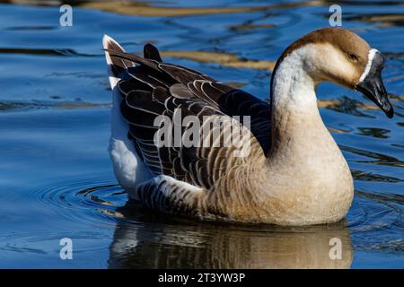 This photograph captures a Brown Chinese Goose on an autumn morning.  Many consider it to be the most beautiful member of the goose family. Stock Photo