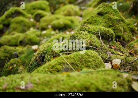 Beautiful Bright Green moss grown up cover the rough stones and on the floor in the forest Stock Photo