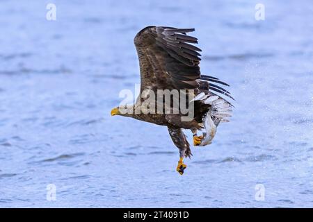 White-tailed eagle / Eurasian sea eagle / erne (Haliaeetus albicilla) adult catching fish in its talons from lake's water surface Stock Photo
