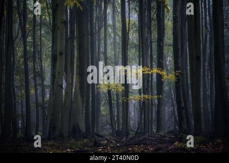 Beech forest with large dark tree trunks and a young seedling with golden leaves in front of them, natural landscape on a foggy autumn day in Germany, Stock Photo