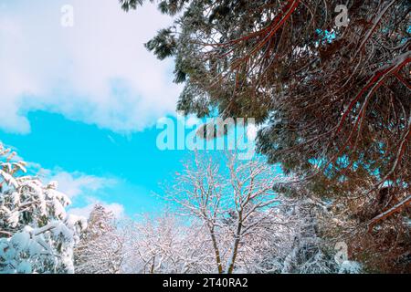 Winter background photo. Snow-covered trees and partly cloudy sky. Selective focus. Stock Photo
