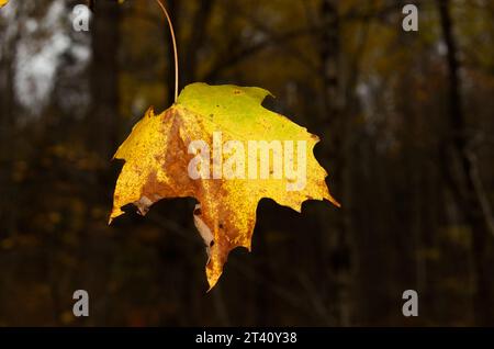 Maple leaf on a tree branch in the Autumn. Quebec,Canada Stock Photo