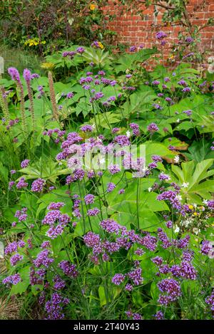 Verbena Bonariensis flowering in a walled garden in late summer with the large leaves of a Tetrapanax behind. Stock Photo