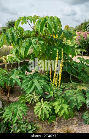 Tetrapanax Papyrifer Rex growing at RHS Bridgewater, Worsley, Manchester, England. Stock Photo