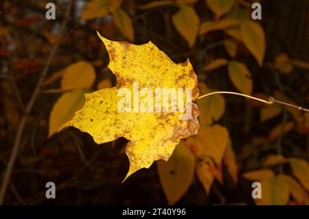 Yellow Maple leaf on a tree branch in the Autumn. Quebec,Canada Stock Photo