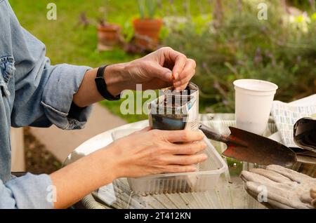 Gardening with recycled material. A woman sowing seeds in pots made of newspaper sheets in the garden. Stock Photo