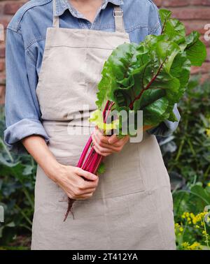 A woman in an apron holding a bunch of beetroot leaves in an urban garden. Stock Photo