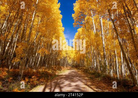 Dirt road through autumn Aspen trees in Colorado Stock Photo