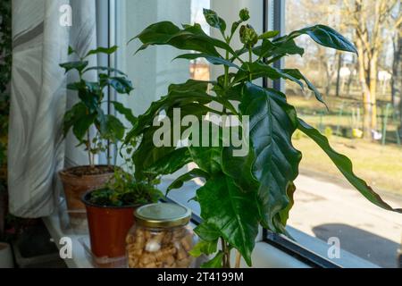 Houseplants on the Windowsill: Growing a Coffee Tree at Home. Close-up View of the Lush Green Leaves of the Coffee Tree. Stock Photo