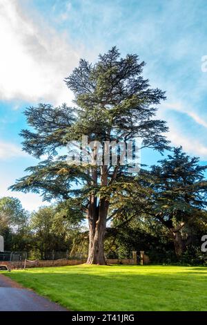 A tall tree standing on the edge of an area set to lawn seen against a blue sky Stock Photo