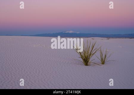 Pink Sunset Falls Over White Sands Studded with Yucca Plants in New Mexico Stock Photo