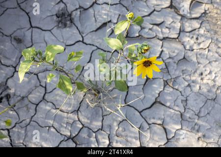 A vibrant yellow flower growing in the arid, cracked terrain of a desert landscape Stock Photo