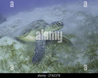 Green turtle (Chelonia mydas) with ship holder (Remora remora), lying on sea grass, stirring up sand, dive site House Reef, Mangrove Bay, El Quesir Stock Photo