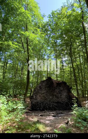 View of exposed torn roots of storm toppled fallen tree with shallow shallow root system short tree roots lies in mixed forest, Germany Stock Photo