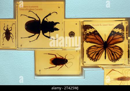 A glass-paneled showcase featuring a collection of various brightly colored and diverse species of insects Stock Photo