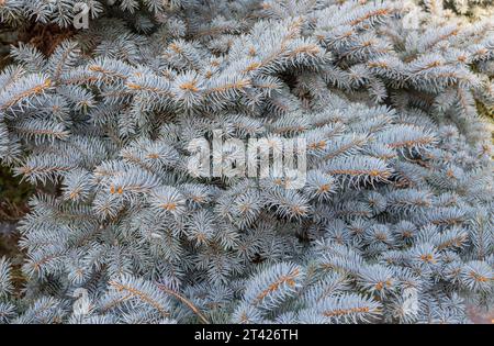 Full frame macro texture background of branches and needles on a spruce tree on a sunny day Stock Photo
