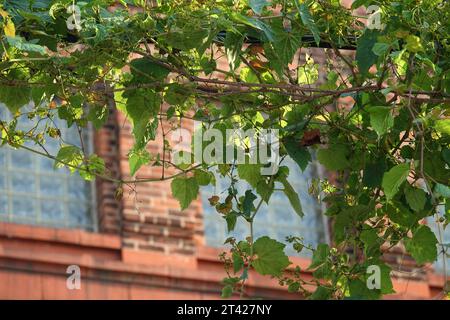 wild grape vines hanging from a telephone line against a brick factory wall with windows Stock Photo