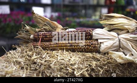 A stack of hay, with two bundles of corn placed at the top Stock Photo