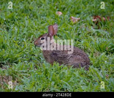 a brown rabbit sitting on a lawn, munching on a blade of grass. Stock Photo