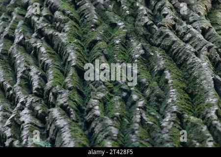 a close-up of the ridges in tree bark with dark green moss growing on the ridges, so that they look like mountains. Stock Photo