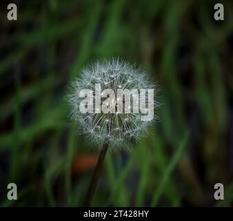 a dandelion gone to seed against a dark green grass background Stock Photo