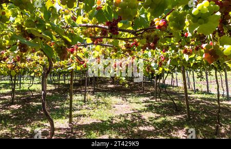 A selection of ripe fruits are visible in a shaded area, ready to be harvested Stock Photo