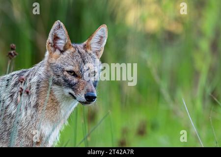 A lone coyote stands atop a grassy hill in the midst of an expansive field Stock Photo