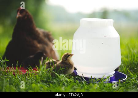 Two chickens are foraging in a grassy outdoor area, pecking away at a container filled with food Stock Photo