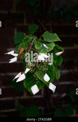 Closeup of the white and pink flowers of the summer flowering perennial garden climbing plant schizophragma hydrangeoides roseum. Stock Photo