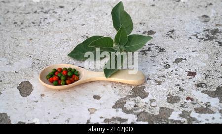 Withania somnifera plant. Commonly known as Ashwagandha (winter cherry), is an important medicinal plant that has been used in Ayurved. Indian ginseng Stock Photo