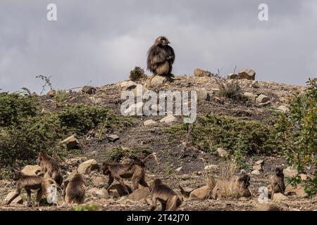 Gelada Baboons of Debre-Libanos-Gorge, Ethiopia Stock Photo