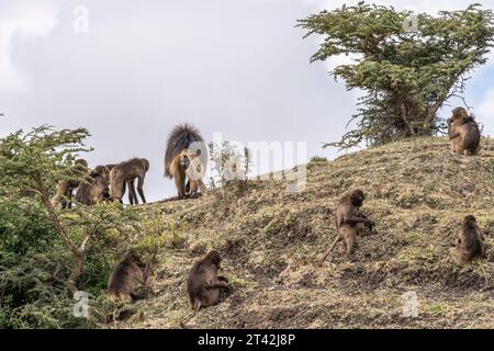 Gelada Baboons of Debre-Libanos-Gorge, Ethiopia Stock Photo