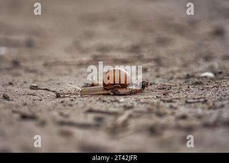 A small snail with its antennae visible, traversing a path of soil in a natural environment Stock Photo