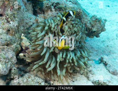An undersea shot of Clark's anemonefish (Amphiprion clarkii) hiding among an anemone Stock Photo