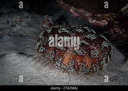 A vivid close-up shot of Sea urchins (Echinoidea) in natural habitat Stock Photo