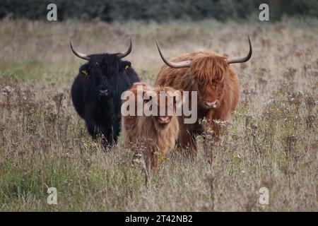 Two white and brown cows walking leisurely in a grassy meadow on a sunny day Stock Photo