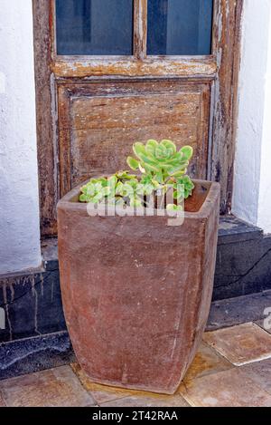 Aeonium tree pot - Common name Purple Rose Tree Latin name Aeonium Arboreum Atropurpureum - Canary Islands, Fuerteventura, Spain Stock Photo