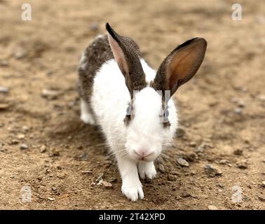 An adorable white rabbit resting in the dirt with a curious expression on its face Stock Photo