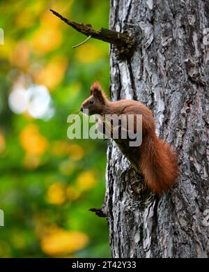 Berlin, Germany. 28th Oct, 2023. A squirrel sits on the broken branch of a tree. Credit: Soeren Stache/dpa/Alamy Live News Stock Photo