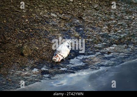 Salmon goes to spawn from the ocean to the rivers of Kamchatka. Many fish die along the way. Female Siberian chum (Oncorhynchus keta) killed and pecke Stock Photo