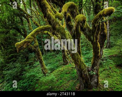 Close-up of moss covered trees in a forest landscape near Mt Baker, Washington, USA Stock Photo