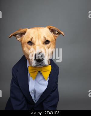 Portrait of a labrador retriever mix dog dressed in a shirt, bow tie and jacket Stock Photo