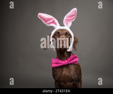 Portrait of a German shorthaired pointer dog wearing Easter bunny ears and a bow tie Stock Photo