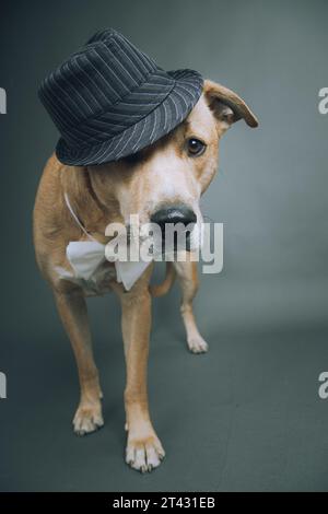Portrait of a yellow labrador retriever wearing a trilby hat and bow tie Stock Photo