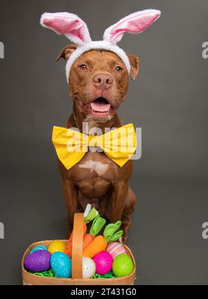 Staffordshire bull terrier dog dressed as an Easter bunny siting next to a basket filled with painted easter eggs Stock Photo