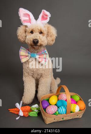 Miniature golden doodle dog dressed as an Easter bunny siting next to a basket filled with painter Easter eggs Stock Photo