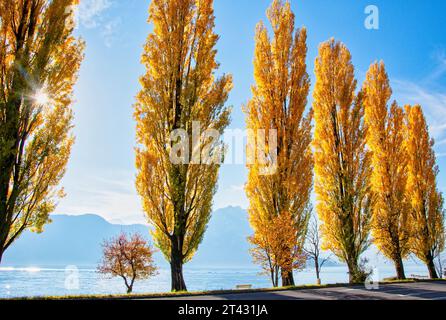 Row of autumnal trees along shoreline of Lake Lucerne, Switzerland Stock Photo