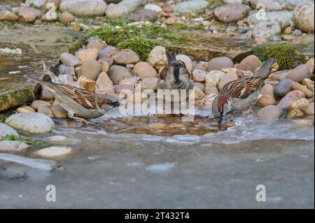House sparrows (Passer domesticus) drinking from frozen garden pond. Greater Manchester. February 2021. Stock Photo