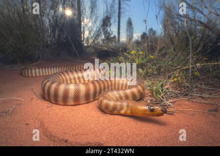 Wild woma python (Aspidites ramsayi) on sandy substrate with vegetation in background, central Australia, Australia Stock Photo